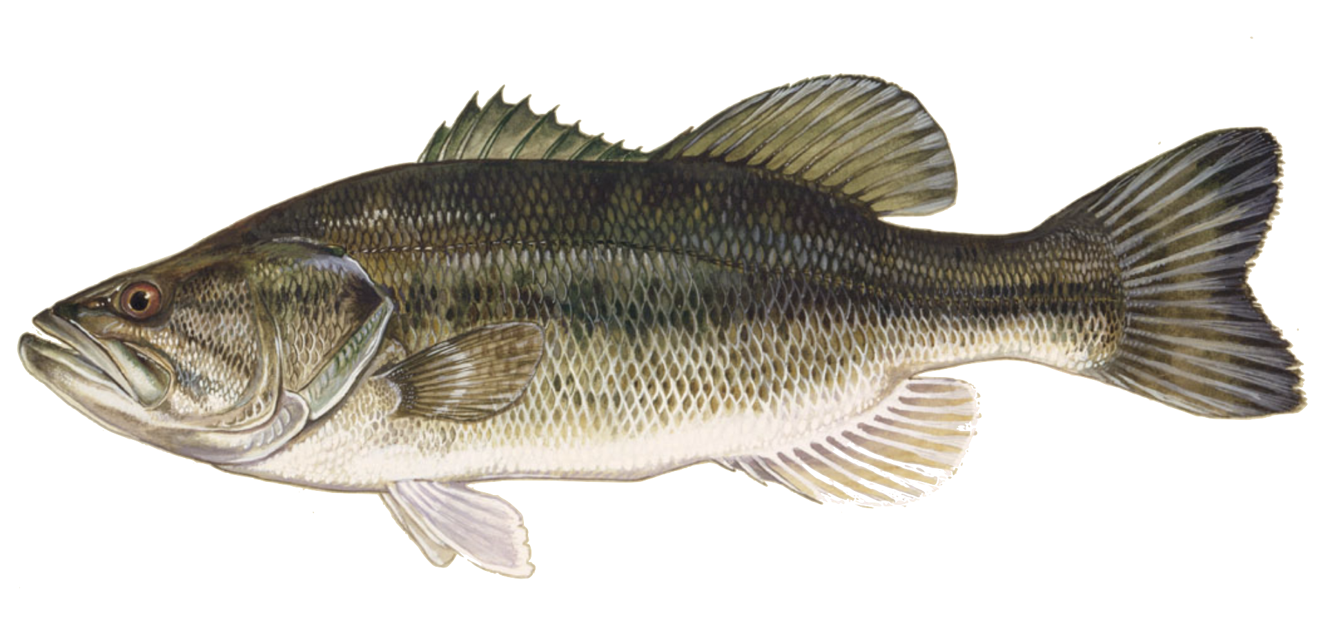Fish Identification – Mascoma Lake Association
